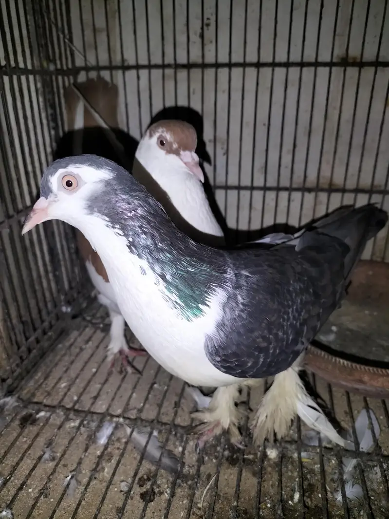 Sherazi Pigeon Breeder Pair — photo 3