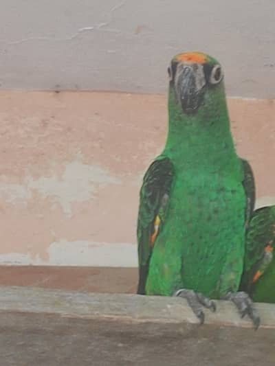 JARDINE BREEDER FEMALE