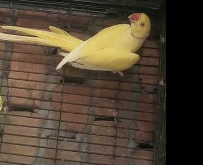 yellow  male