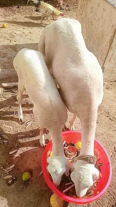 Chakki wali Dumbi & Chakki Bachi for sale Turkey