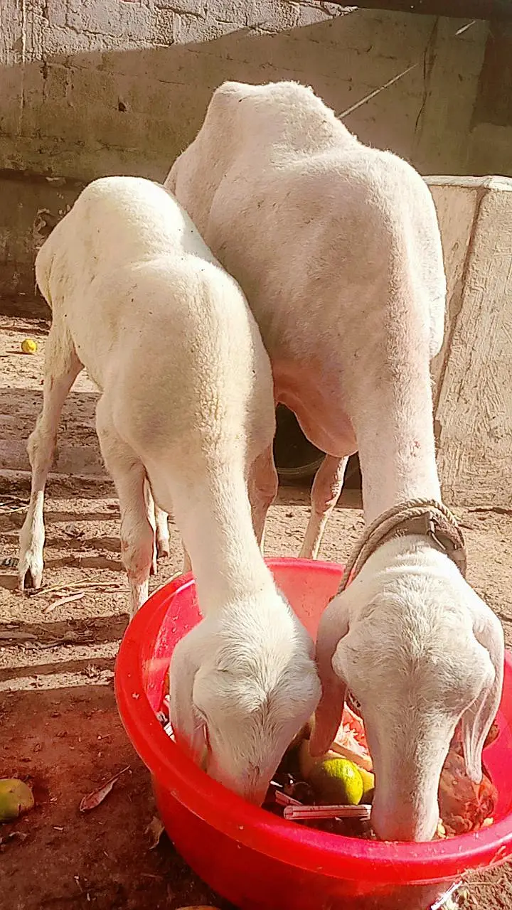 Chakki wali Dumbi & Chakki Bachi for sale Turkey — photo 2
