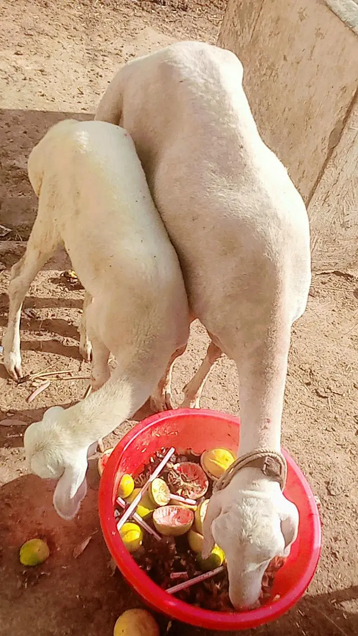 Chakki wali Dumbi & Chakki Bachi for sale Turkey — photo 3