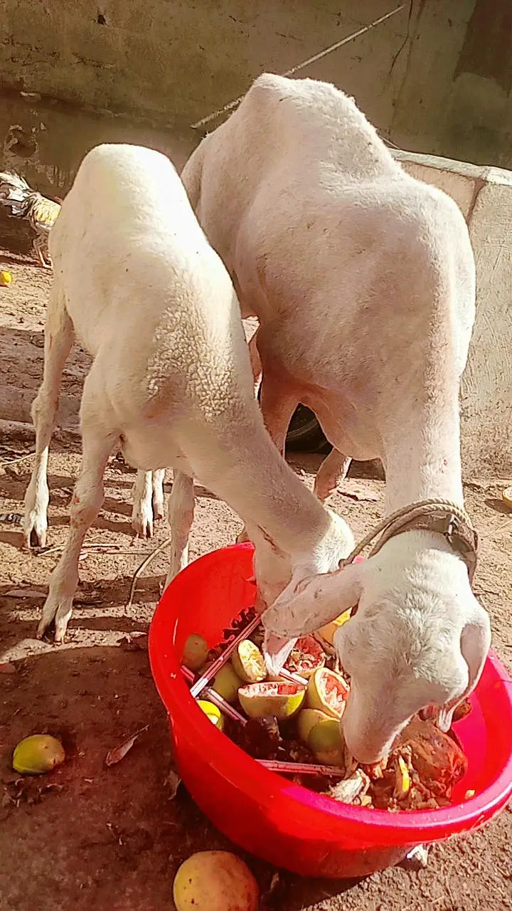 Chakki wali Dumbi & Chakki Bachi for sale Turkey — photo 4