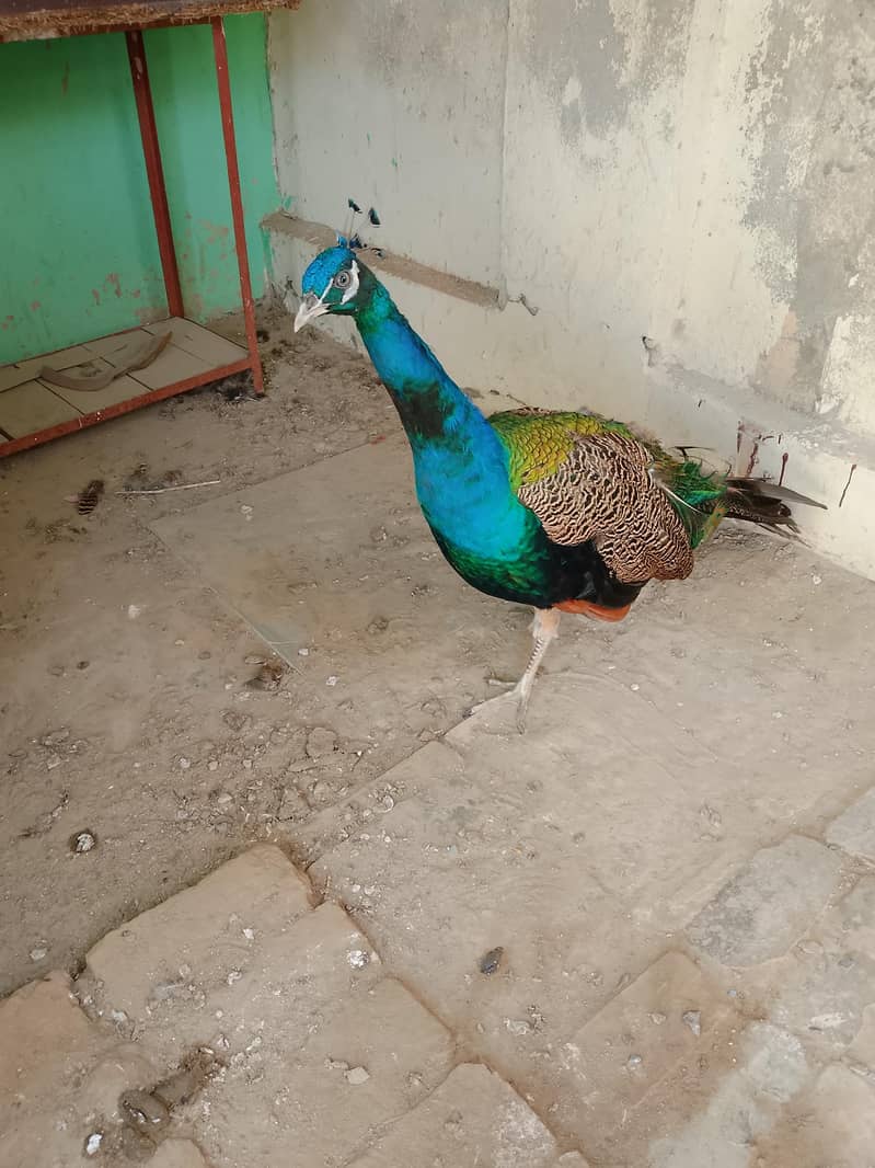 پورا ایکٹیو صحت مند جوان میل 3
