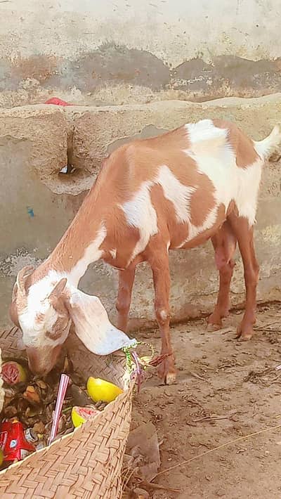 Beetle cross Bakri for sale