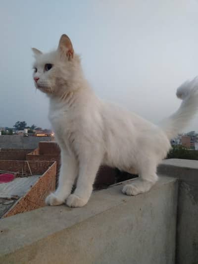 pershion cat 12 month age
