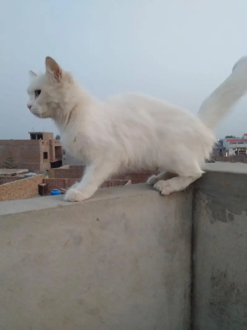 pershion cat 12 month age — photo 2