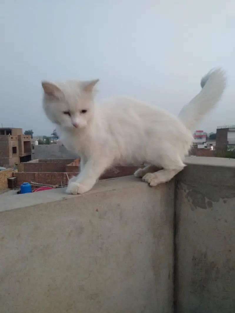 pershion cat 12 month age — photo 3