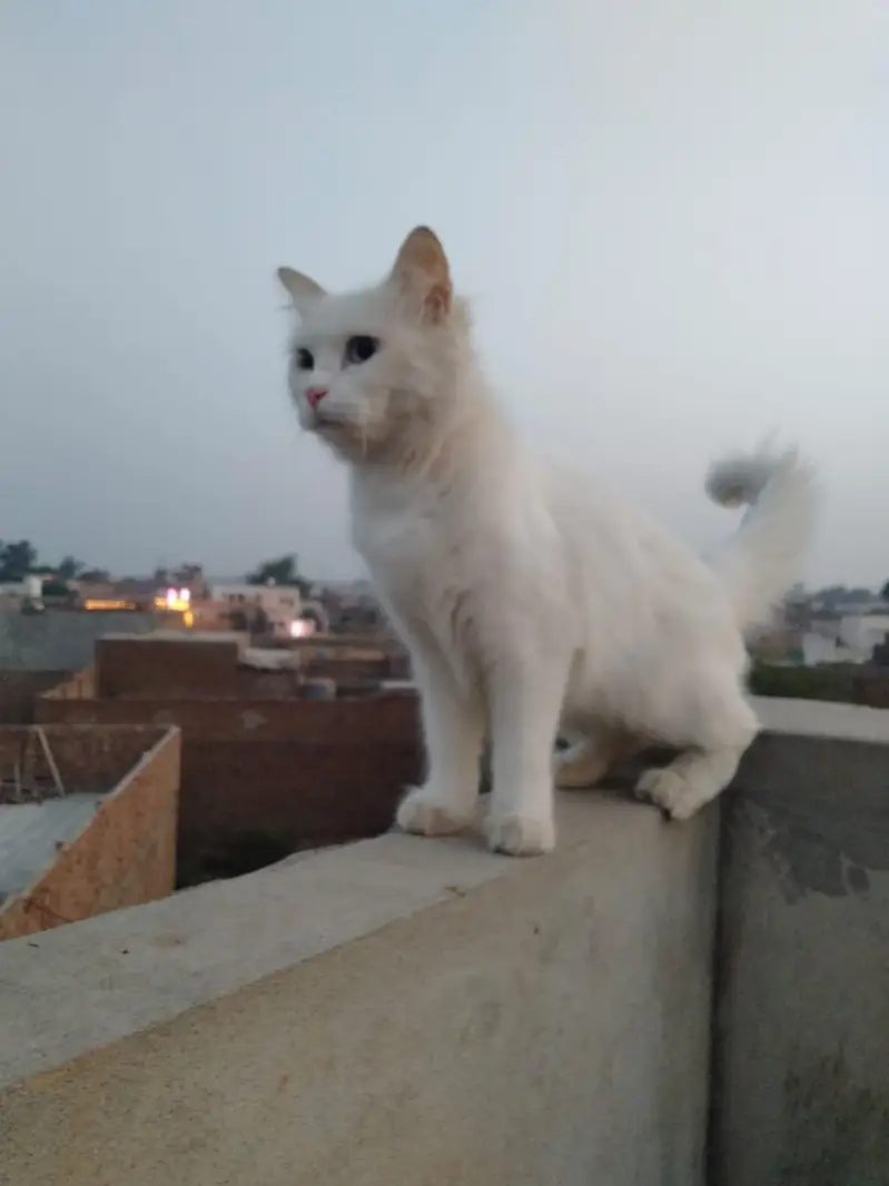 pershion cat 12 month age — photo 4