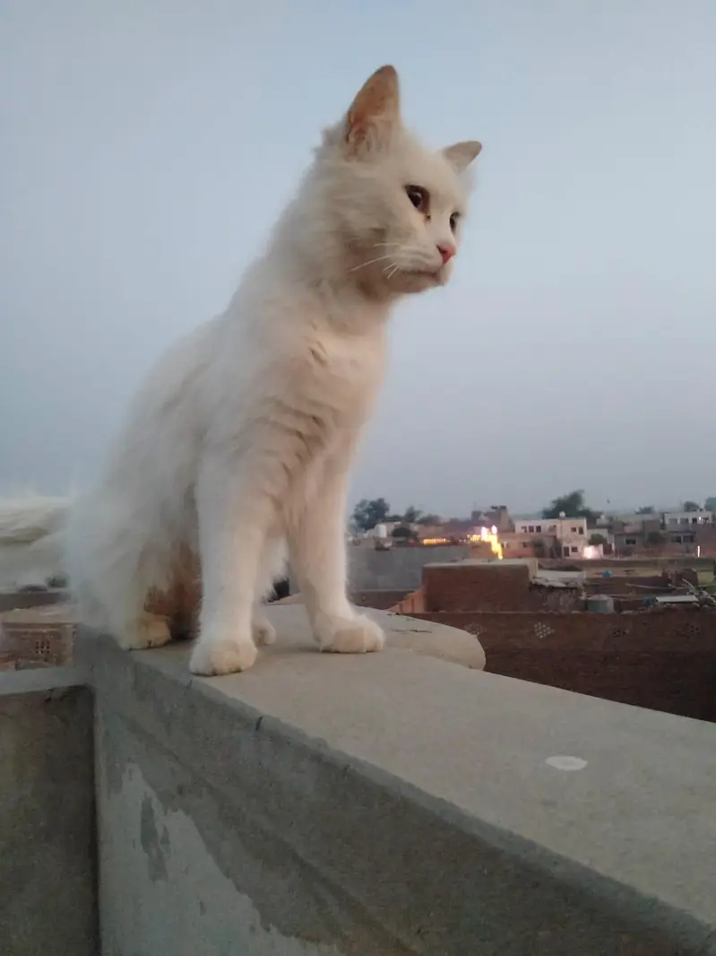 pershion cat 12 month age — photo 5