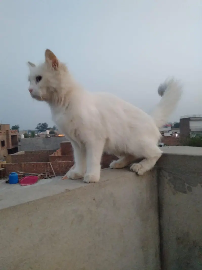 pershion cat 12 month age — photo 6