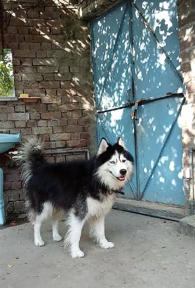 Siberian husky male