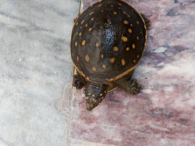 Pet Indian turtle
