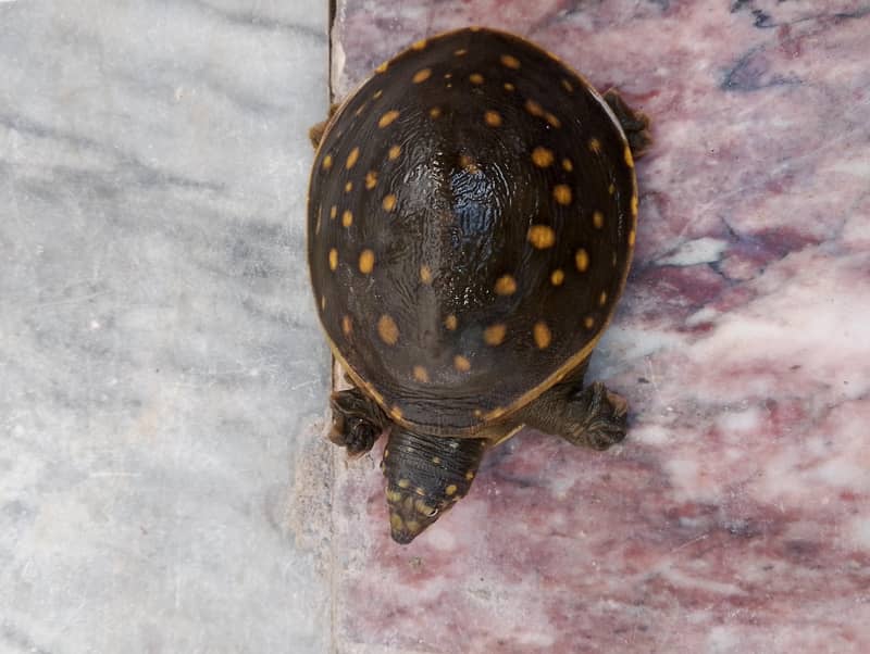 Pet Indian turtle 1