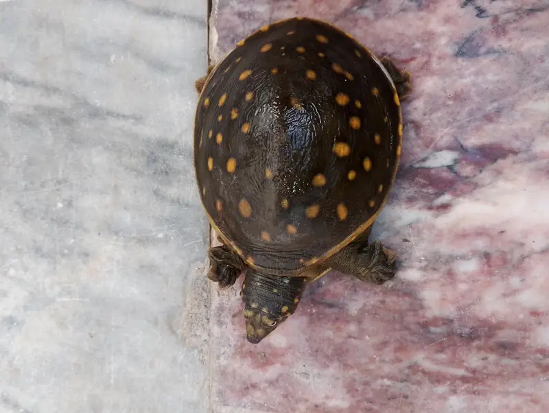 Pet Indian turtle — photo 2