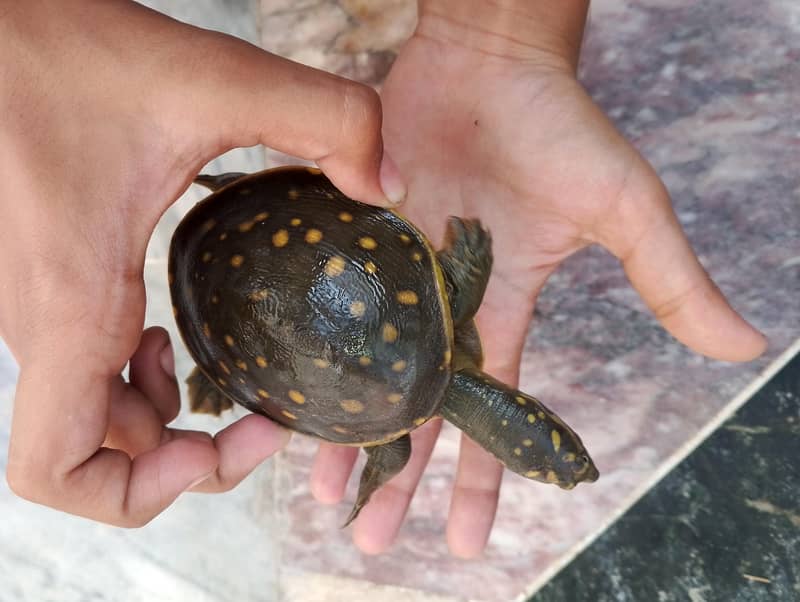 Pet Indian turtle 2