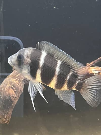 Frontosa