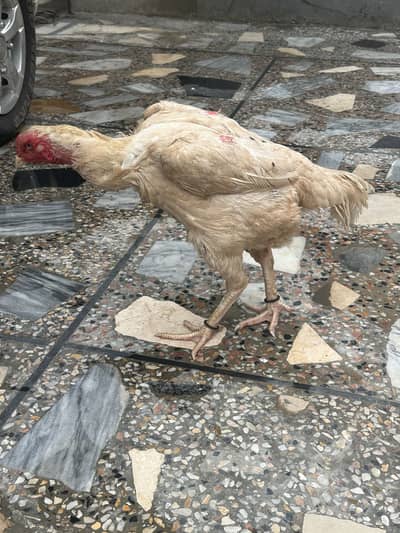 Shamoo aseel hen for sale