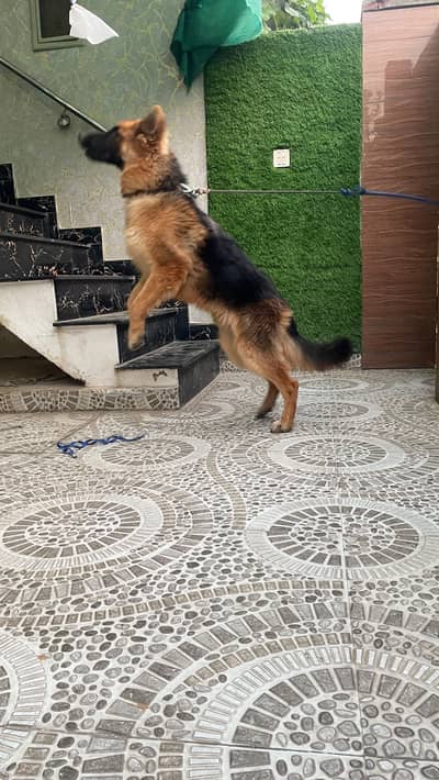 German shepherd Long Coat Puppie