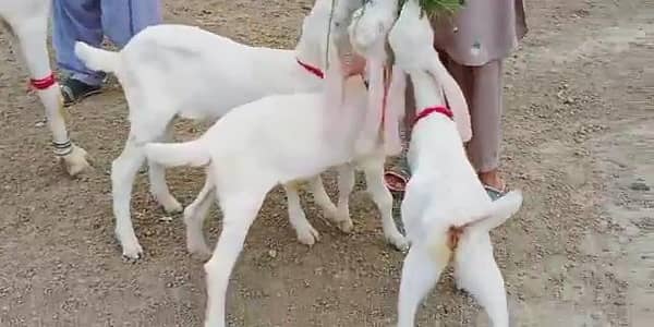 3 Bacchon Ka Sath Desi Bakri For Sale call _03066550324