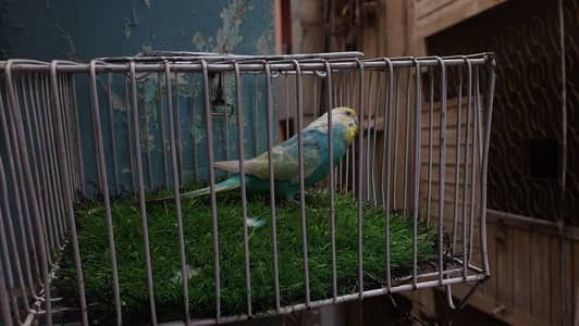 Rainbow Female / King size Female / Tcb undersize Female