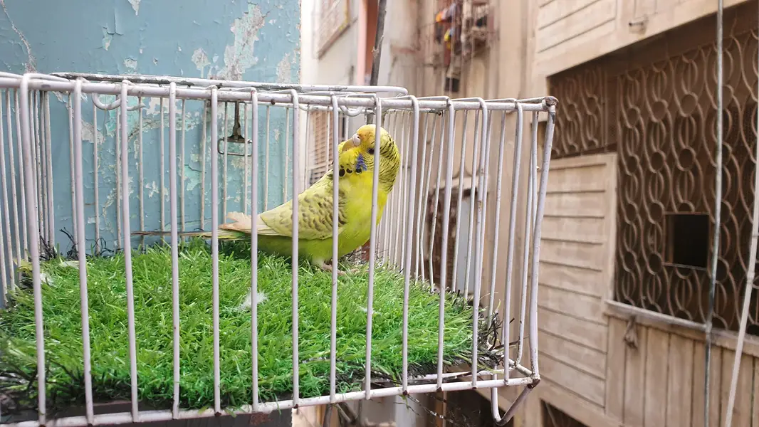 Rainbow Female / King size Female / Tcb undersize Female — photo 10