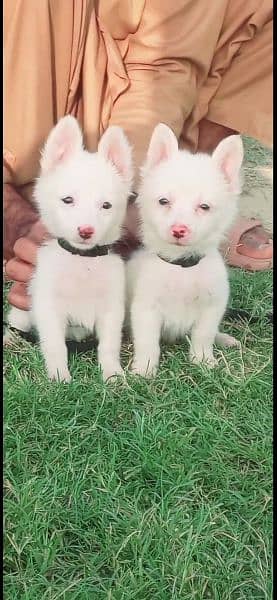Russian Dogs mail and female age 2 month for sale available