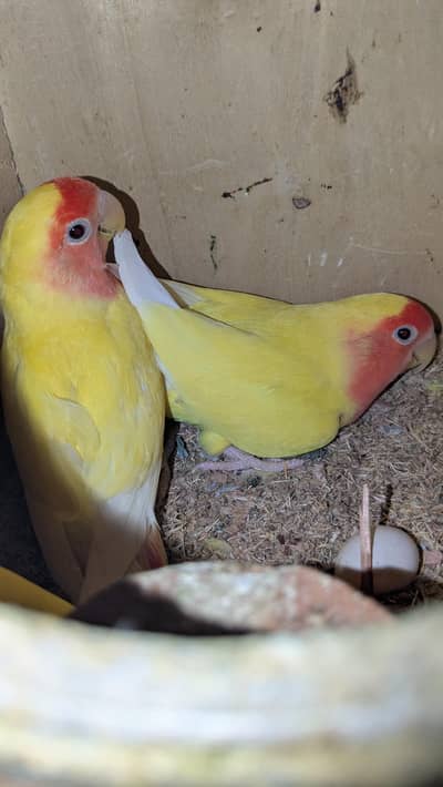 Lutino Lovebirds pair with one male