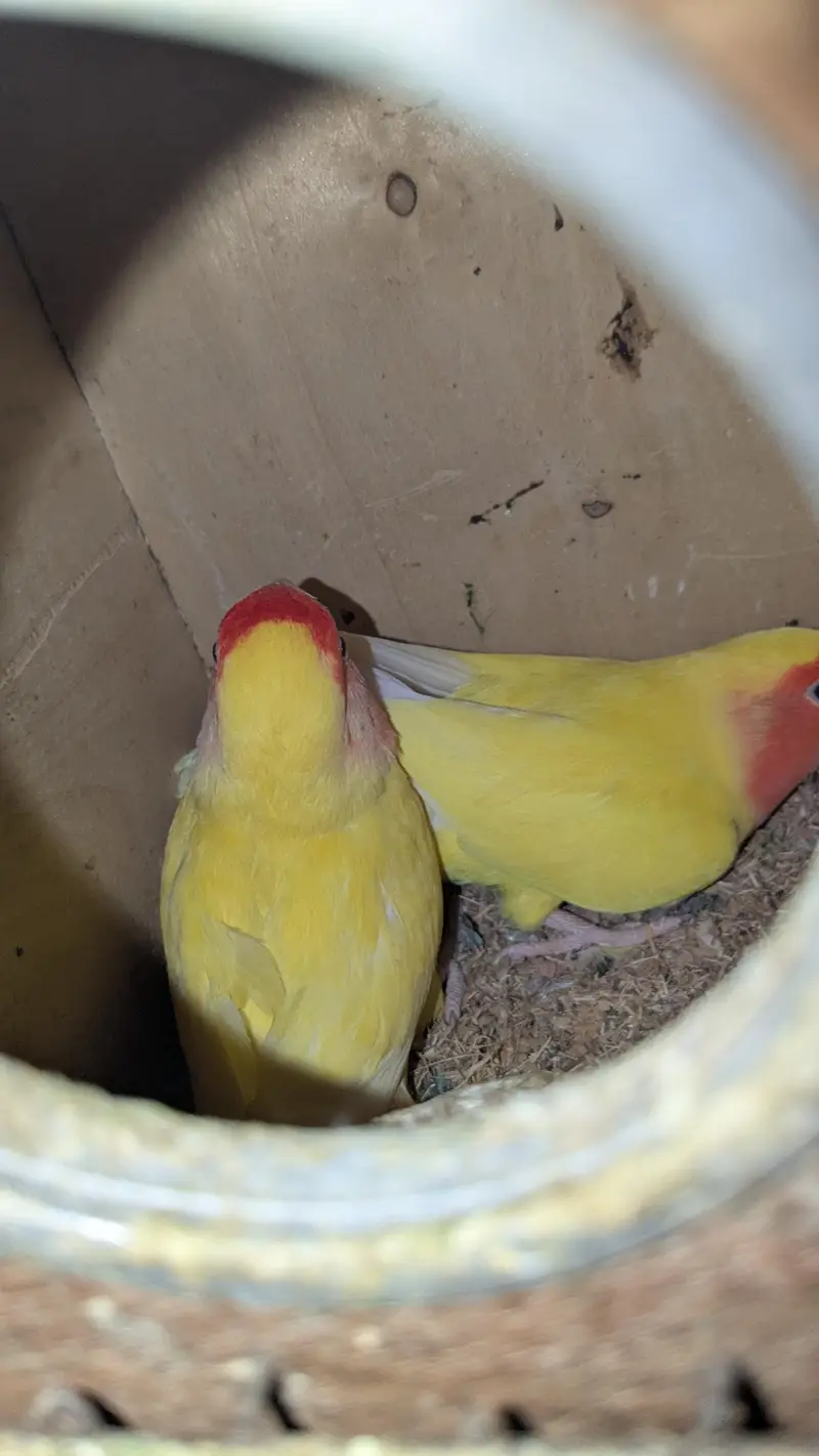 Lutino Lovebirds pair with one male — photo 3