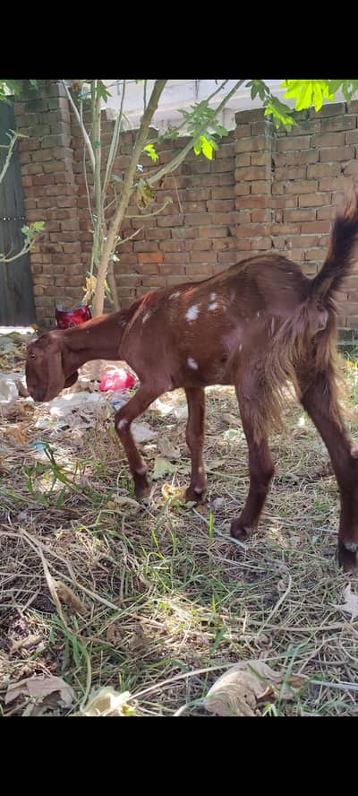 2 Female for sale