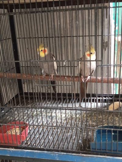 cocktail birds and cage sail krna ha