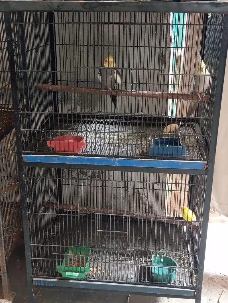 cocktail birds and cage sail krna ha — photo 2