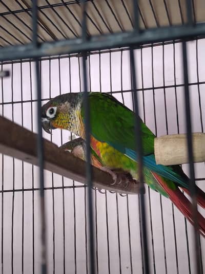 Top Quality High Red Factor Yellow Sided Conure