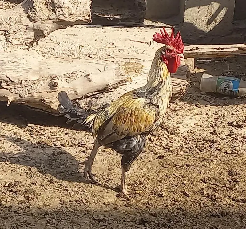 Aseel Murgha اصیل مرغا — photo 4