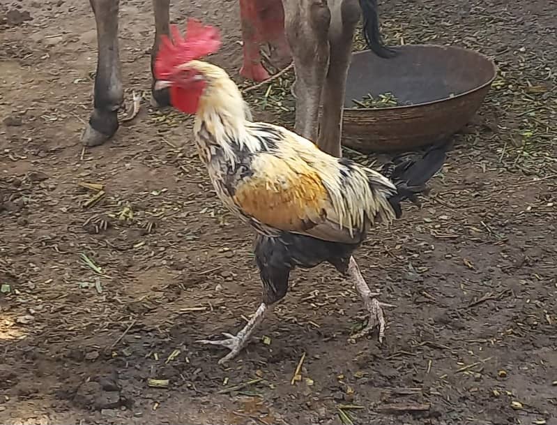 Aseel Murgha اصیل مرغا 5