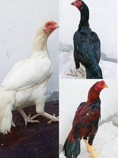 Mushka pair