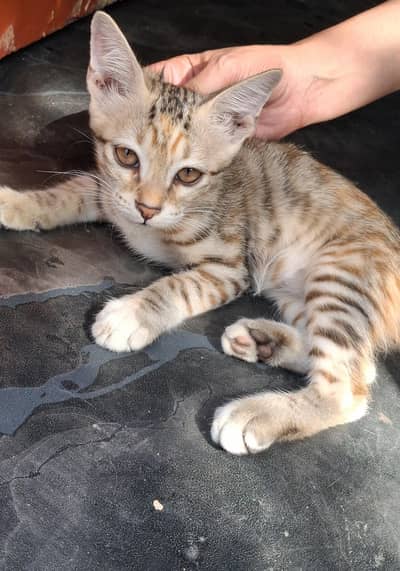 Cute and Playful Kitten for Sale