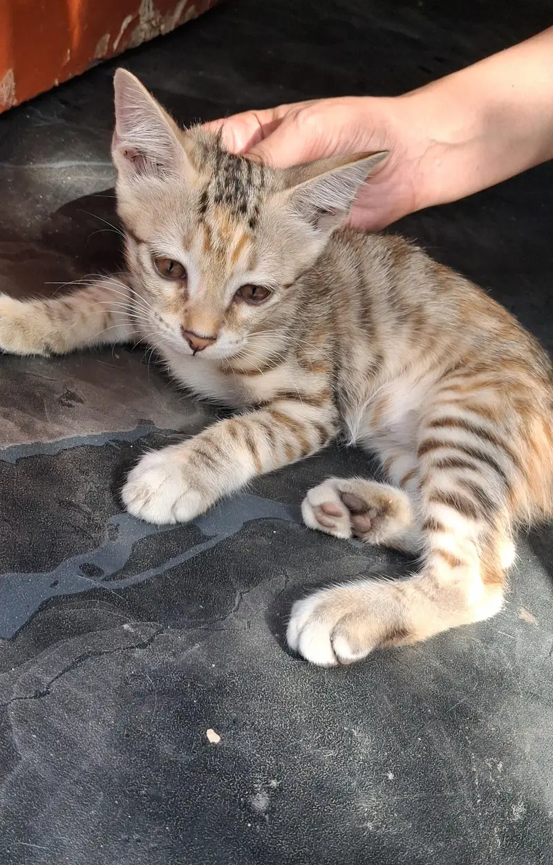 Cute and Playful Kitten for Sale — photo 2