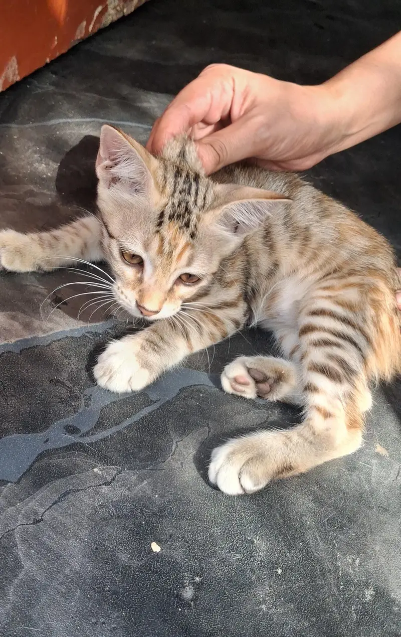 Cute and Playful Kitten for Sale — photo 3