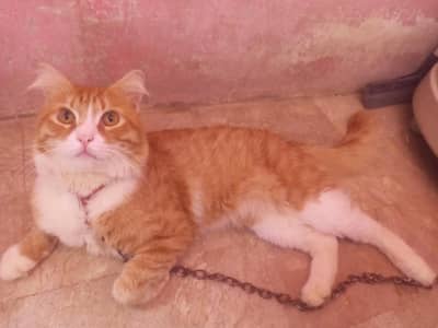 Sami Persian ginger male cat _2.5 years_active & healthy