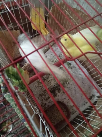 canary sparrows