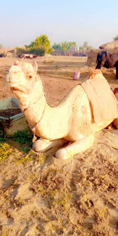 اونٹ hot