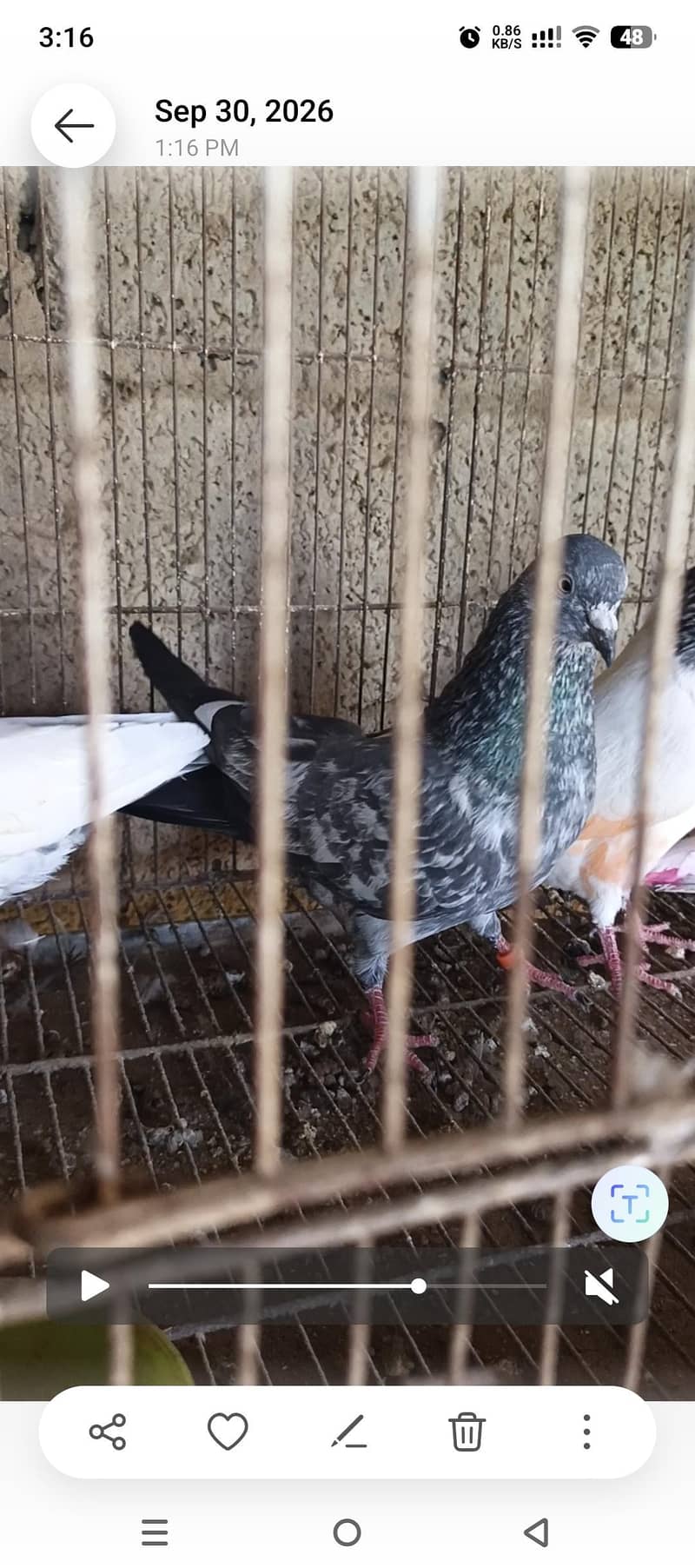 pigeos 0