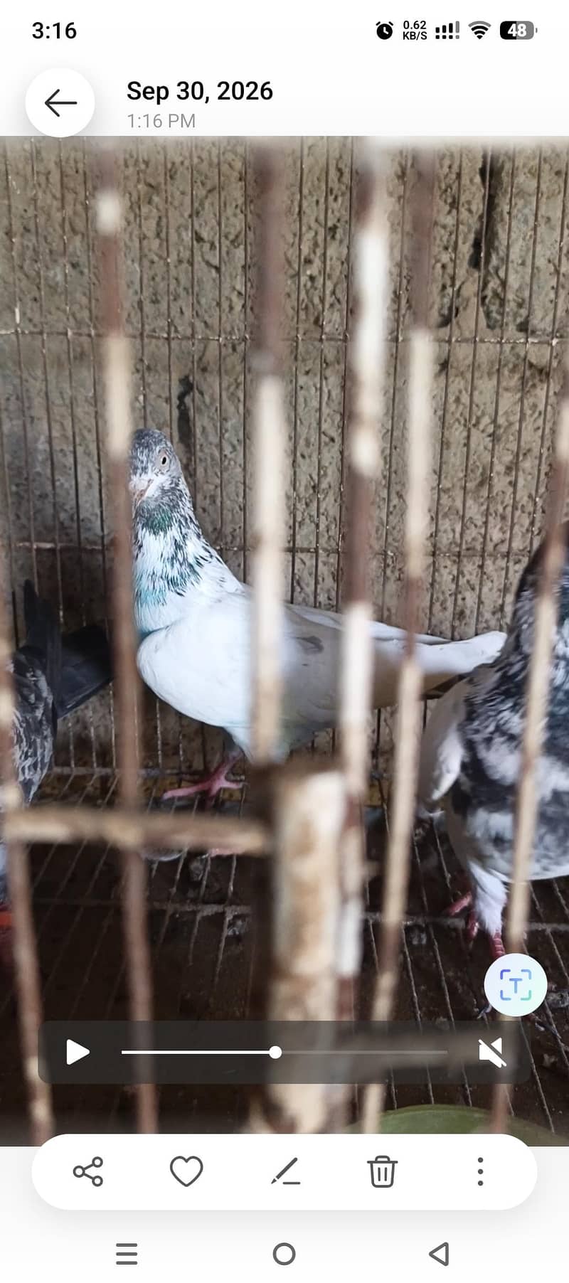 pigeos 1