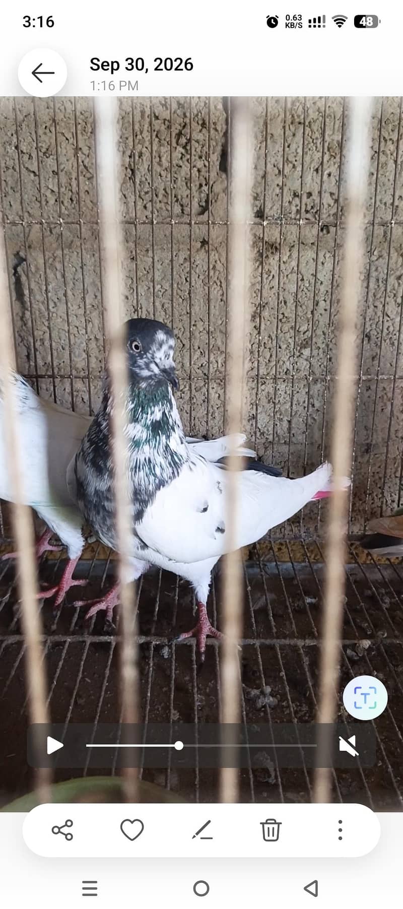 pigeos 2