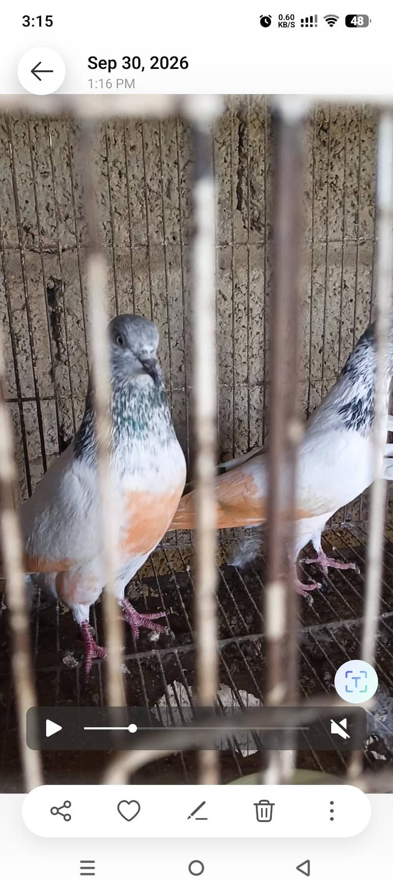 pigeos 3