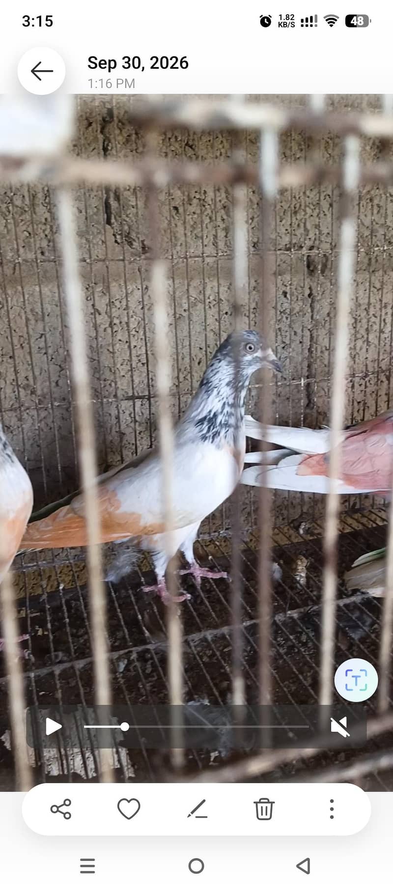 pigeos 4