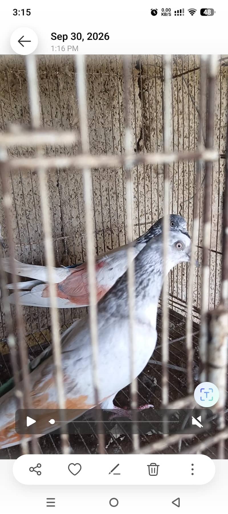 pigeos 5