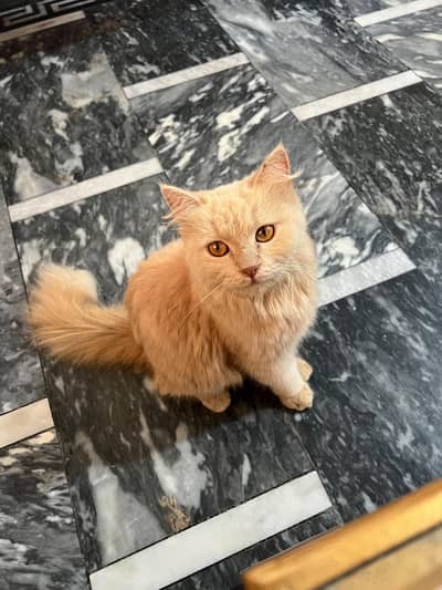 Persian tripple Coated Female Cat