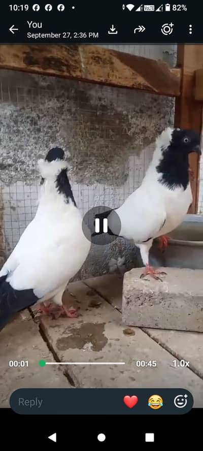 peogen